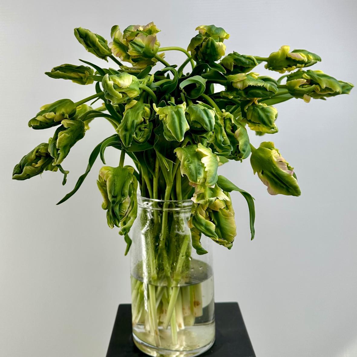 Тюльпан сортовой