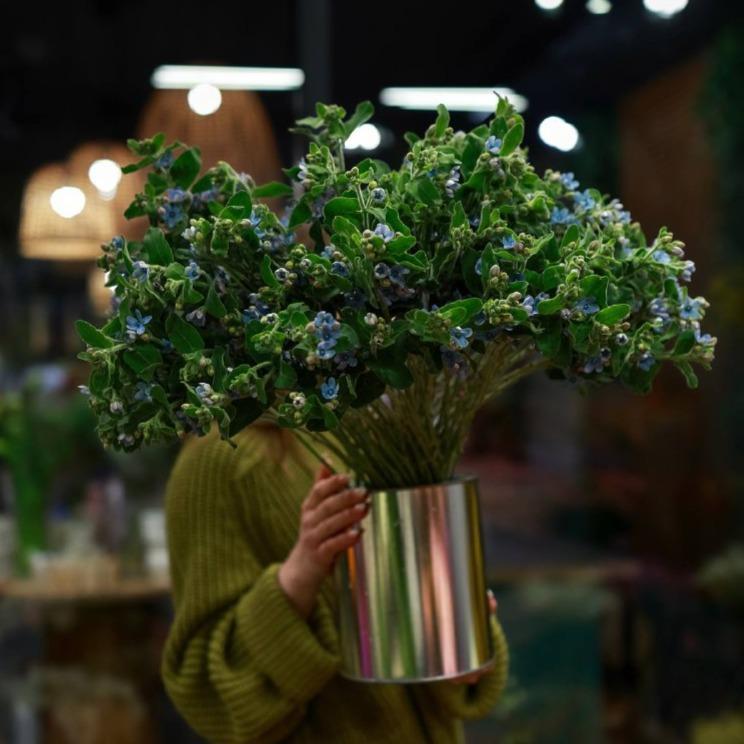 Оксипеталум