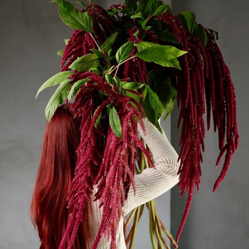 Описание, виды и значение пионов Описание, виды и значение пионов