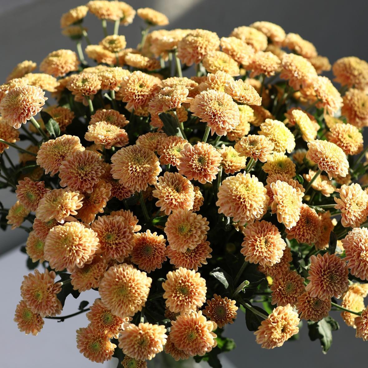 Хризантема сантини