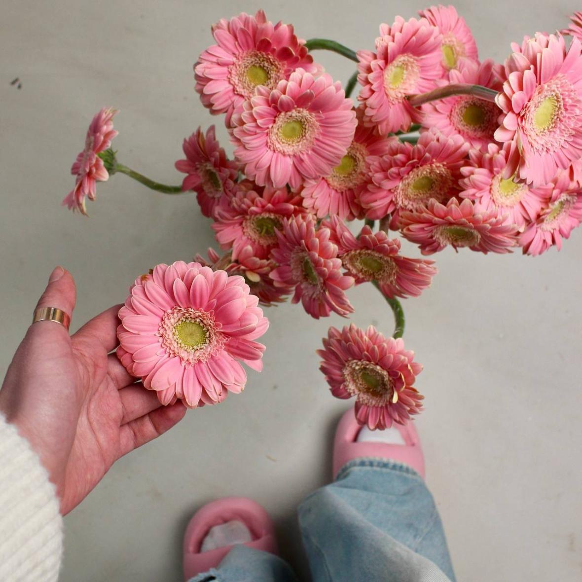 Гербера мини розовая