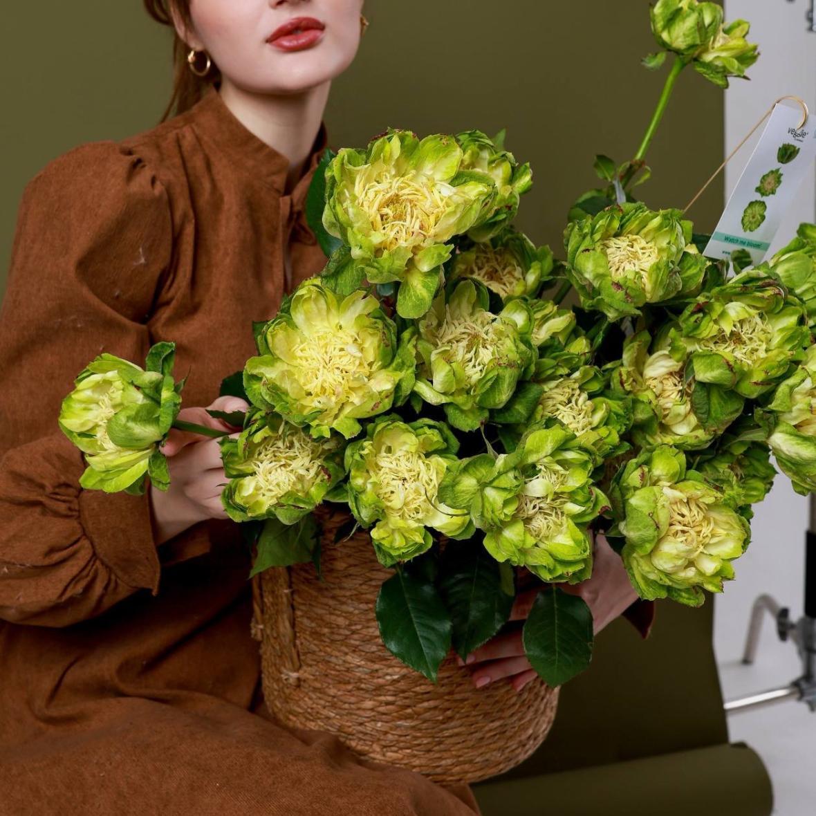 Роза сортовая VEGGIE