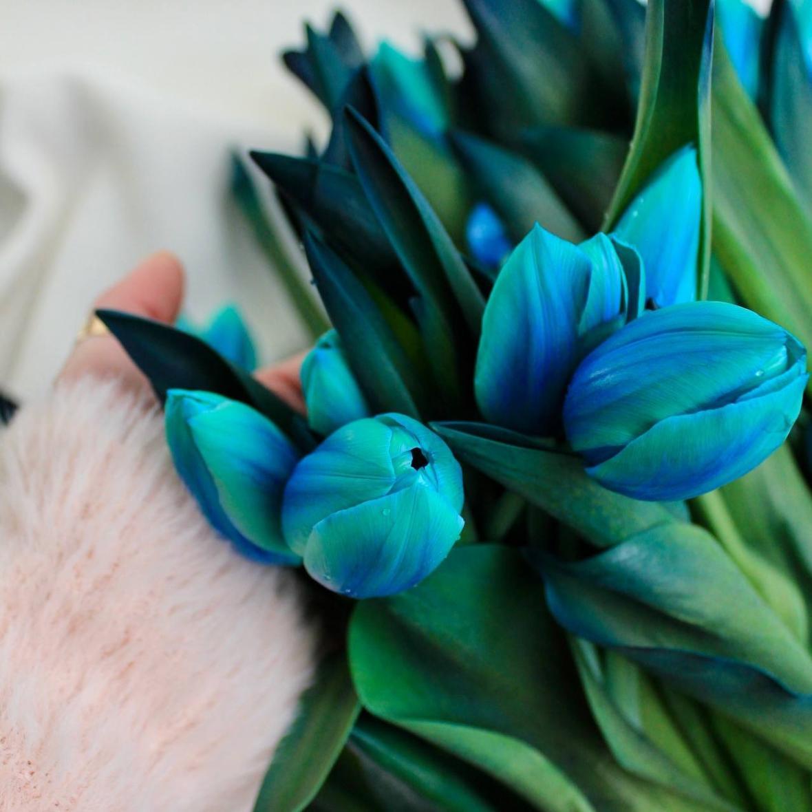 Тюльпан синий крашеный