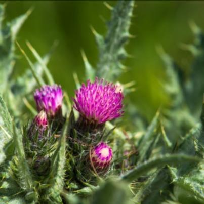 Цветочный гороскоп: растения, которые расскажут о вашем характере Цветочный гороскоп: растения, которые расскажут о вашем характере