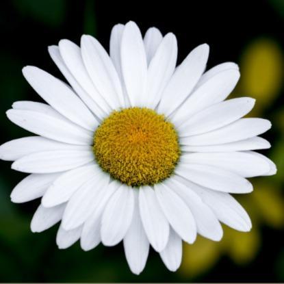 Цветы похожие на ромашки: 13 альтернатив для букетов и композиций Цветы похожие на ромашки: 13 альтернатив для букетов и композиций