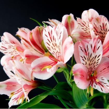 Альстромерия: что это за цветок и каково его значение Альстромерия: что это за цветок и каково его значение