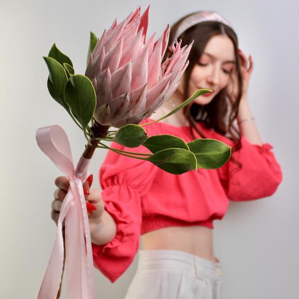 Протея королевская